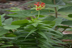 Gloriosa superba